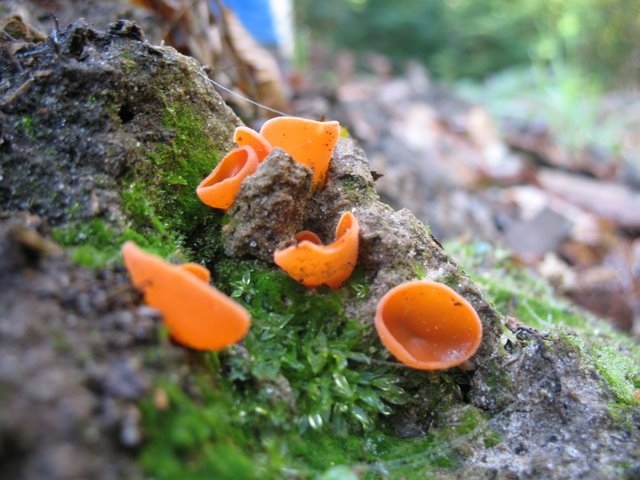 Pezizes orangées 003